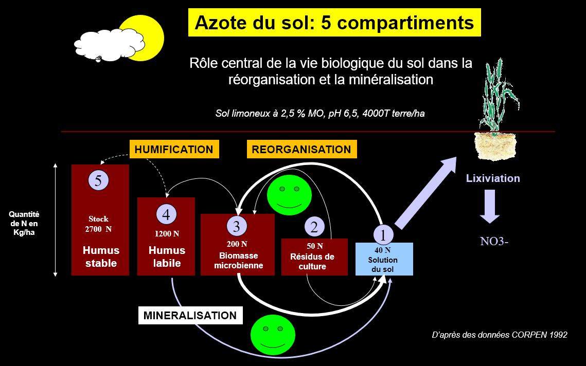 PHautefeuille's tweet photo. Mieux gérer l'#azote par la compréhension de sa dynamique dans le sol via la vie biologique➡️#minéralisation, #humification et son passage dans 5 compartiments. Mieux appréhender le stock disponible par la mesure des reliquats sortie d'hiver https://t.co/38STNjtQYE