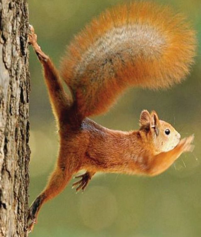 SeasonalPictur1's tweet photo. Ninja squirrel 🍁

#ninja #squirrels #squirrel #stelth #lol #cute #adorable #adorables #adorbs #tree #trees #fly #christmas #12day #12days #12daystochristmas #12DaysofChristmas https://t.co/HdXJ0NUJTq