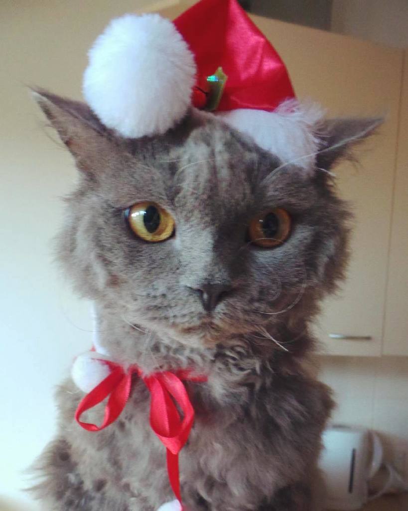 "Eagerly awaiting Santa Paws! 🎅🐾" #koukineko by <a href="/kimphomaniac/">Kimberley De Booij</a>
.
Royal Kittens are curated posts of our fans interacting with us on social media. Use our hashtag to get featured!
.
.
.
.
.
#cat #catsofinstagram #cats #kitty #catstagram #kitten #meow #… ift.tt/2yl7zq2
