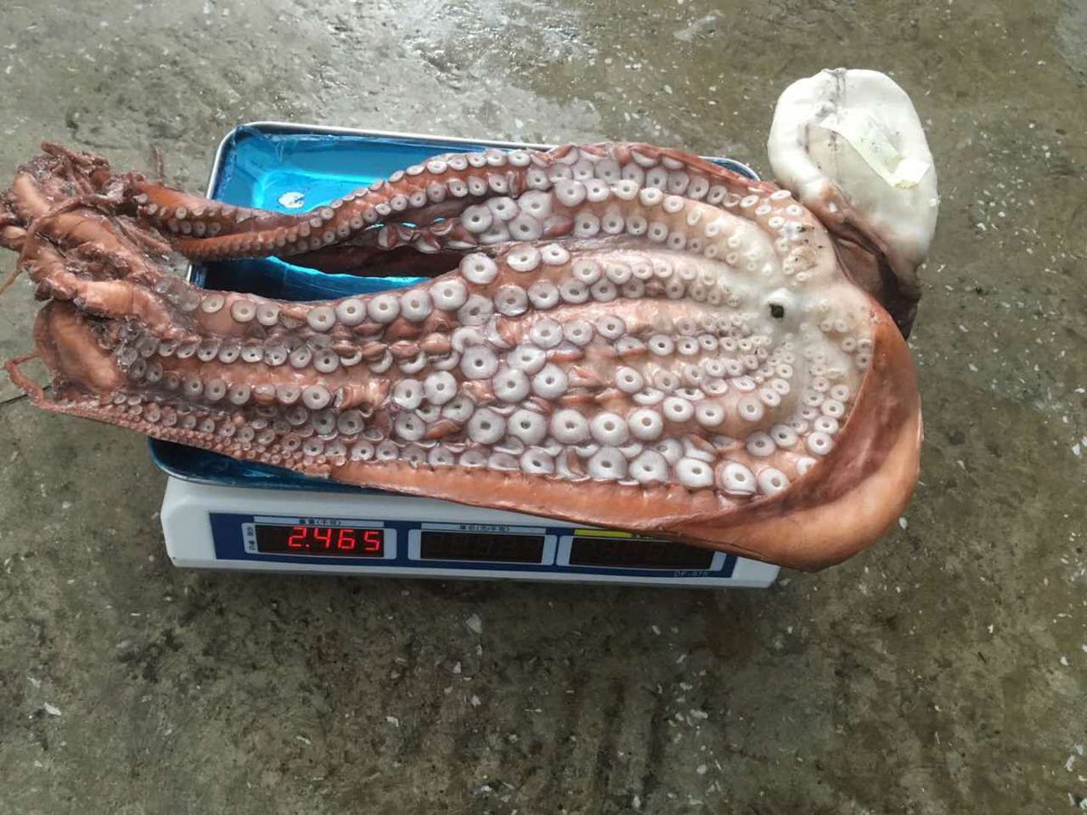 DoubleshellS's tweet image. Gutted Octopus for Brazil market, size 0.5-1kg, 1-8kg, 8kg+😋