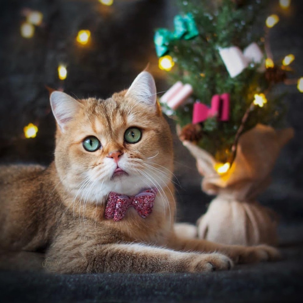 BoredPaws's tweet photo. It's beginning to look a lot like Christmas! Show us your tree! #bowtie #catbowtie #catlovers https://t.co/hYNjaVySXW