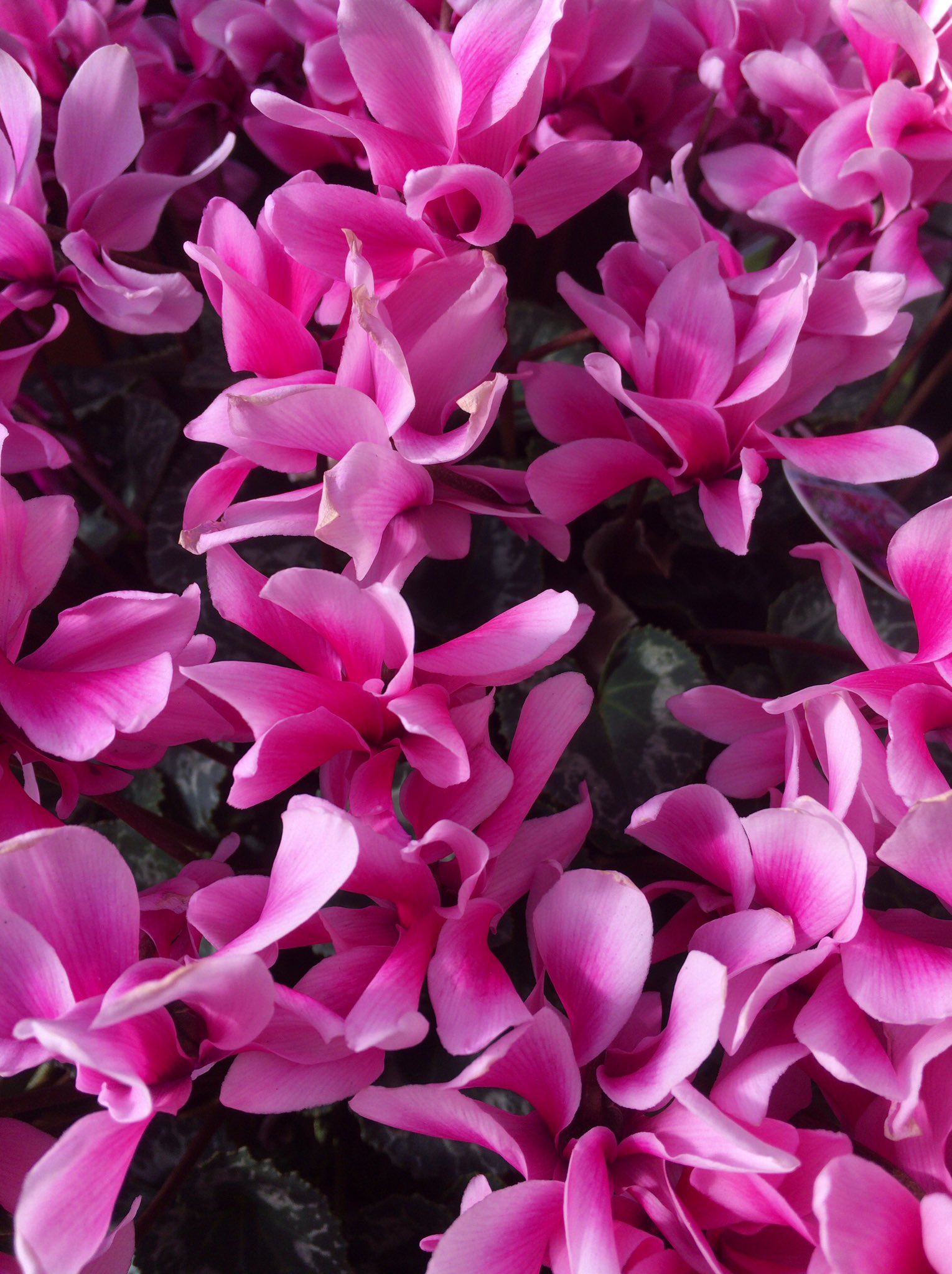 Chris Twitter પર シクラメン 色々 あるのですね 花言葉 憧れ 嫉妬 シクラメン シクラメンの花 ピンクのシクラメン 花 フラワー ハナ はな Flower Flower Flowers Chris Twitter પર シクラメン 色々 あるのですね 花言葉 憧れ 嫉妬 シクラメン シクラメンの花 ピンクのシクラメン 花 フラワー ハナ はな Flower Flower Flowers
