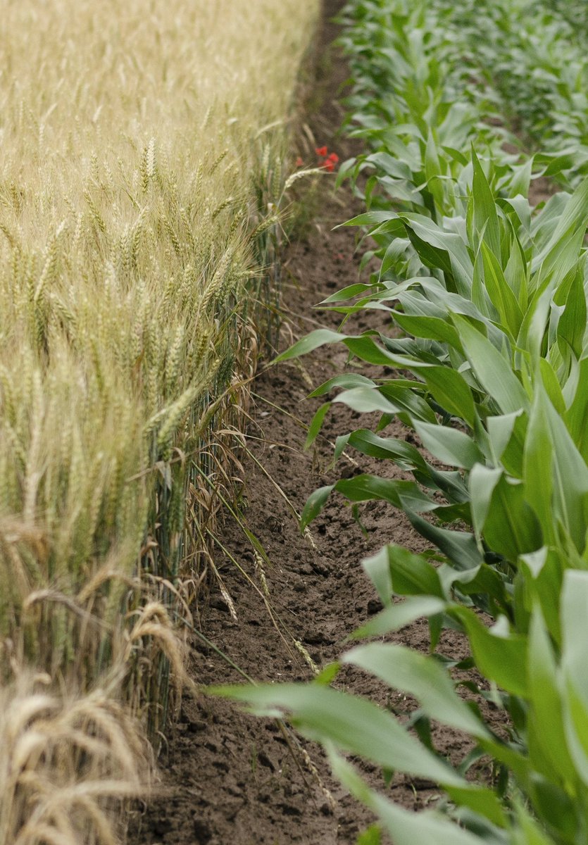 Land use should be a focal point for strategies aimed at  boosting #agricultural productivity, reducing
poverty and strengthening international efforts to combat #ClimateChange bit.ly/1ANzaki