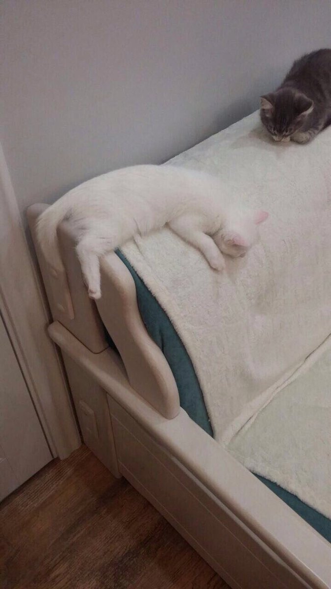 МОСКВА RT
Одинокий белый котик ищет новых хозяев 😽 #домдлякотика #котикищетдом