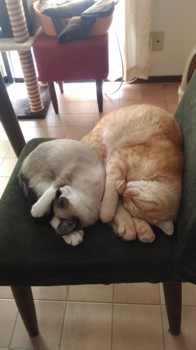 mstnuskm's tweet image. 最高の癒し画像をみせてあげるよ