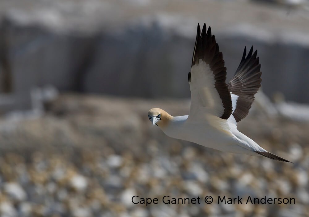 BirdLife International tweet media