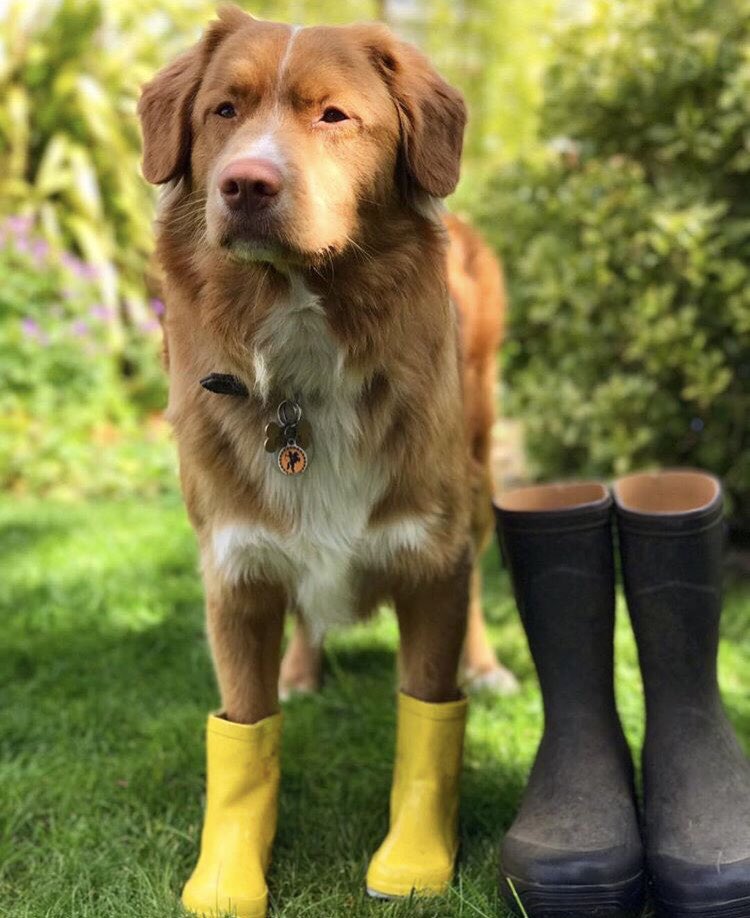 YummyHound's tweet image. Charlie is a cheeky, happy go lucky handsome #NovaScotiaDuckTolling Retriever.

He has #PetModelling experience &amp;amp; recently took part in a #Barbour campaign due for release soon. 
 
He’s an ideal pet for a variety of roles requiring #caninetalent 🐾💚