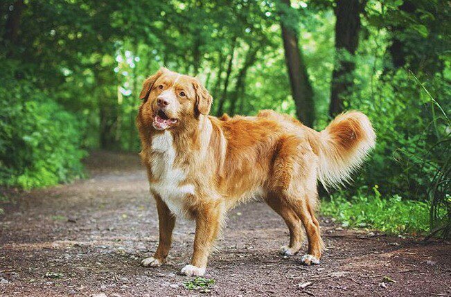 YummyHound's tweet image. Charlie is a cheeky, happy go lucky handsome #NovaScotiaDuckTolling Retriever.

He has #PetModelling experience &amp;amp; recently took part in a #Barbour campaign due for release soon. 
 
He’s an ideal pet for a variety of roles requiring #caninetalent 🐾💚