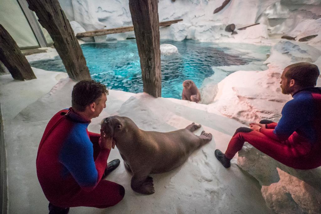 Gingers_Squad's tweet photo. We've got some BIG news this #WalrusWednesday! #GingerandAku are now splashing with the harbor seals at Wild Arctic - come say hi next time you're at SeaWorld Orlando! #WalrusCalves #WalrusWatch #WalrusLove #SeaWorldOrlando https://t.co/UNokB12wPt