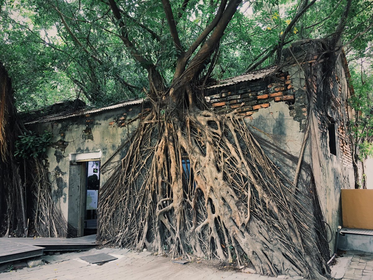 ネオポメラニアン 台南の安平樹屋 廃墟となった倉庫を飲み込むのは一本のガジュマルの樹 圧倒的だけど 暴力的でない 無数の鳥たちが集まる 優しい雰囲気の場所でした 台湾 台南 安平 安平樹屋