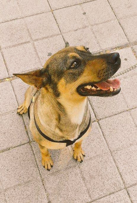 adoptaunavidaMD's tweet photo. Lleva AÑOS buscando hogar💔

De nuestros primeros casos cuando empezamos hace 2 años, PIPA, la adoptaron en Hellín entonces y  al día siguiente la abandonaron en una perrera de Madrid, a pesar de salvar una 🏠 de un incendio, la vida así se lo paga... ¡AYUDEMOS! 610088316 https://t.co/hkp8WsCpJ0