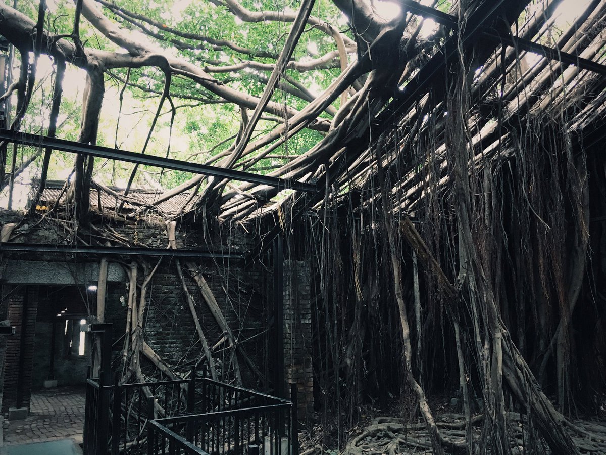 ネオポメラニアン 台南の安平樹屋 廃墟となった倉庫を飲み込むのは一本のガジュマルの樹 圧倒的だけど 暴力的でない 無数の鳥たちが集まる 優しい雰囲気の場所でした 台湾 台南 安平 安平樹屋