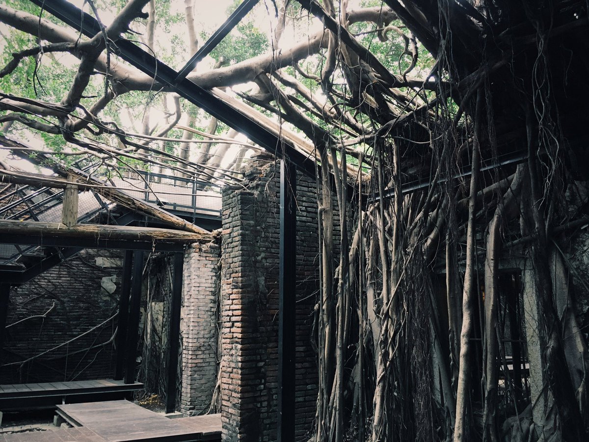 ネオポメラニアン 台南の安平樹屋 廃墟となった倉庫を飲み込むのは一本のガジュマルの樹 圧倒的だけど 暴力的でない 無数の鳥たちが集まる 優しい雰囲気の場所でした 台湾 台南 安平 安平樹屋