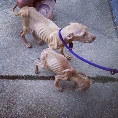 Stop this cruelty and save our animals <a href="/peta/">PETA</a> <a href="/dog_rates/">WeRateDogs</a> we all can help “one day at a time”