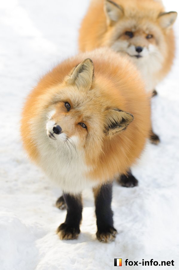 冬毛の狐さんを見て 太らせすぎ かわいそう と言ったり 夏毛の狐さんを見て 貧相でかわいそう と言う人へ Togetter