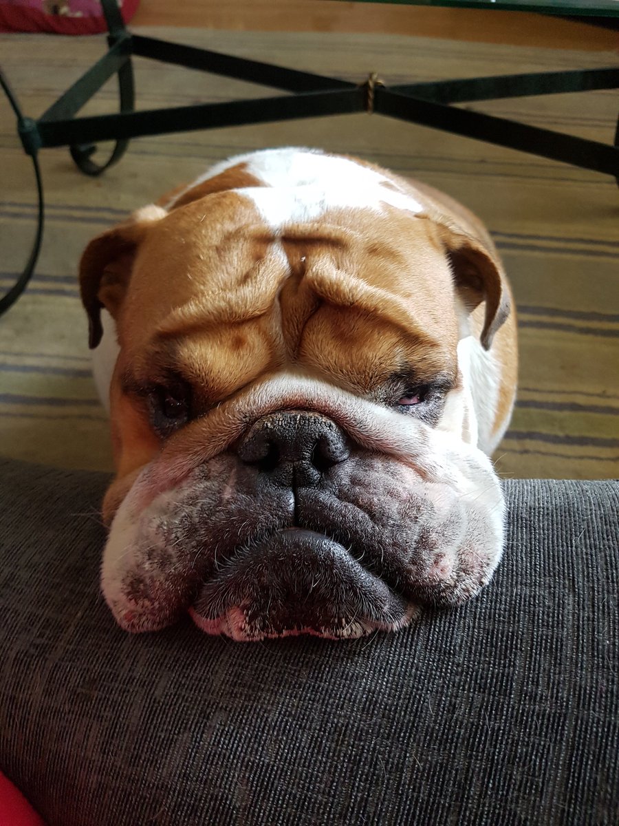 BullyMagic's tweet image. Happy 6th birthday to our darling Tallulah Mae. We love you unconditionally and we thank our stars everyday we have you in our family. #britishbulldog #birthday #petsarelife