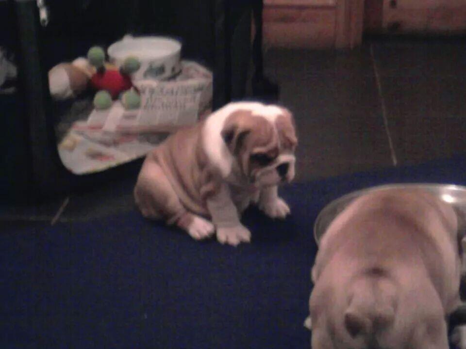 BullyMagic's tweet image. Happy 6th birthday to our darling Tallulah Mae. We love you unconditionally and we thank our stars everyday we have you in our family. #britishbulldog #birthday #petsarelife