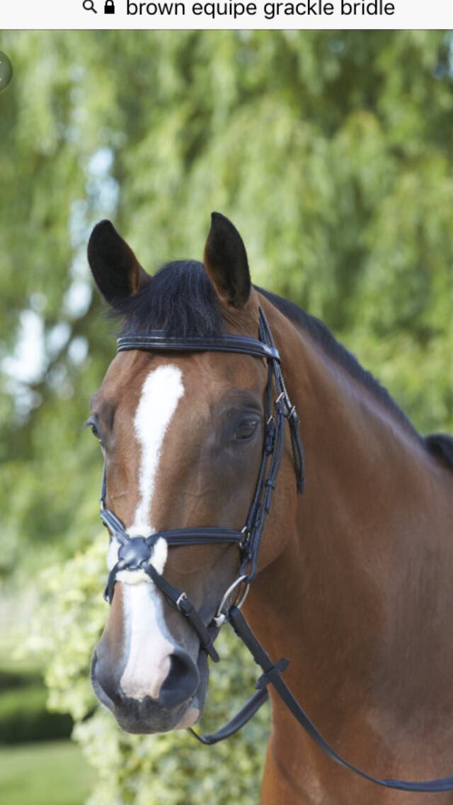 BenMaher1's tweet image. It's time for day 3 of my #12daysofchristmas giveaway and we have an amazing  @selleria_equipe_official bridle. Simply share this post for a chance to win, winners will be announced tomorrow