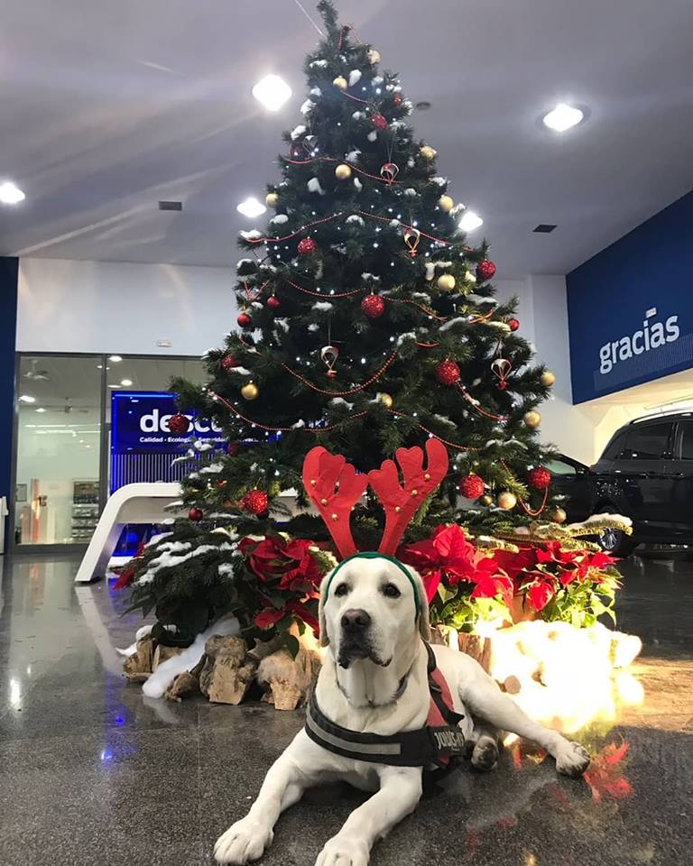 movilsa's tweet photo. Ya está todo preparado en #Movilsa para recibir a la #Navidad con mucha ilusión 🤗🎄🎁 Este año tenemos un precioso Reno 😍 y hasta hemos envuelto un #kaplus de regalo!!! 🎉 Ven a vernos y contágiate del #espiritunavideño 🥂🍾 https://t.co/721xksCQOH