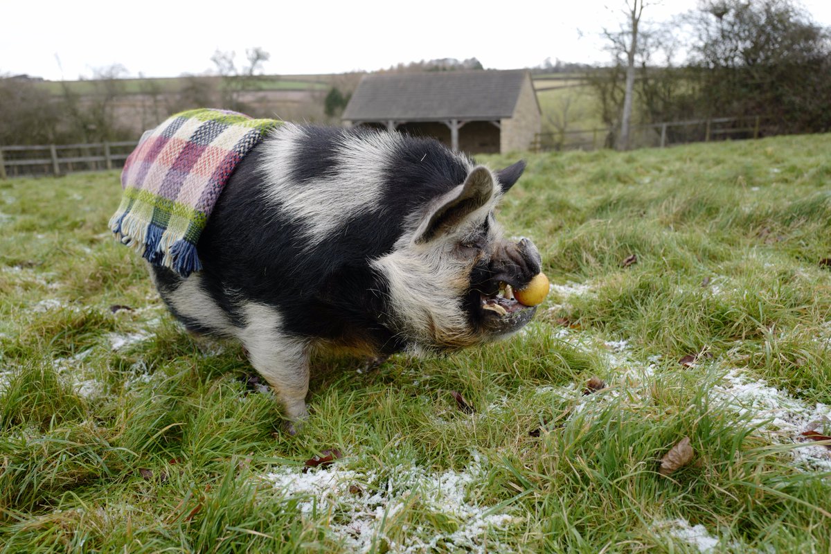 Very Christmassy. Pigs in blankets with apple. This is Dudley, fashion icon. #Christmas #BestofBritish #BritishPigs