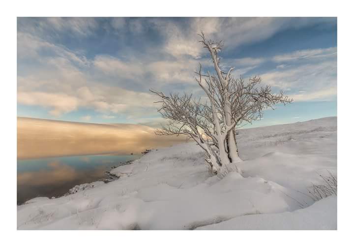 Lonesome tree along the shore of Loch Glascarnoch. Mist was forming above the water, the dam is just obscured by the tree and the forming fog #Photography #visitscotland #SonyAlpha