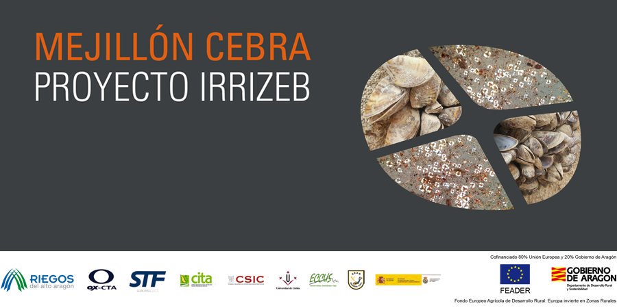irrizeb's tweet photo. #IRRIZEB ➡️ En busca de una solución integral para dar solución a la problemática del #MejillónCebra a un coste económico ➡️ https://t.co/PcWMcNNLhM

@Riegos_AA - @ox_cta - @stffiltros - @CITAAragon - @EEAD_CSIC - @ETSEA_UdL - ECCUS - @CH_Ebro 

Fondos FEDER - @GobAragon https://t.co/3Q9wyE63sw