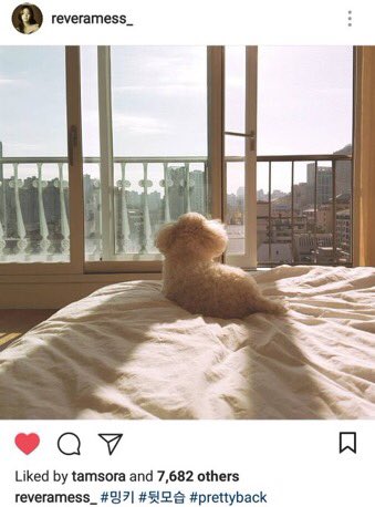 KangSoraArab's tweet photo. 171213|| تحديث كانغ سورا على الانستقرام : #밍키 #뒷모습 #prettyback https://t.co/nxLF01vv5k