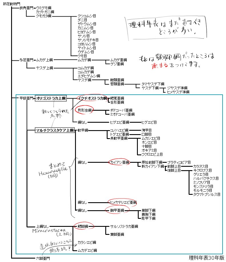 鷲宮ほうき 最新の節足動物門の分類 理科年表h30年の修正版 オリゴストラカ上綱とマルチクラスタケア上綱 Miracrustacea 上綱 が設けられたのがポイント 以前までの分類ではまるで多系統で分類がごちゃごちゃだった 近年でhexanauplia 綱 が認め