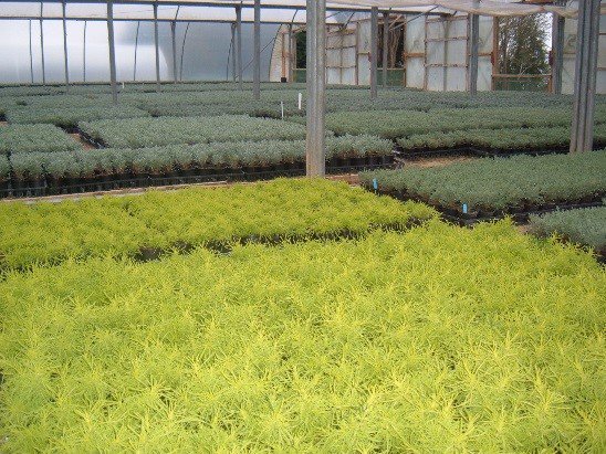certis_belchim's tweet photo. We’ve put together five tips to help you to #StartCleanStayClean in your glasshouse #Horticulture #Jet5 https://t.co/g3NDmq2ppP