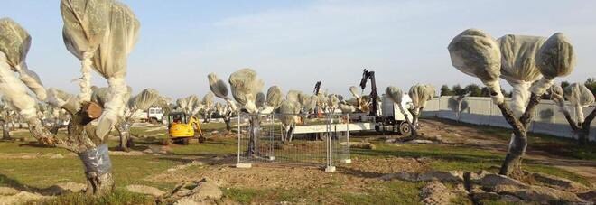 Non bastano scuse
Il governatore #Emiliano non doveva non solo dire ma pensare di poter paragonare il cantiere #Tap con #Auschwitz 
Prendiamo le foto dei due campi, uno di ulivi e l'altro di concentramento, e vediamo se sono identici
#Emiliano rifletta prima di parlare