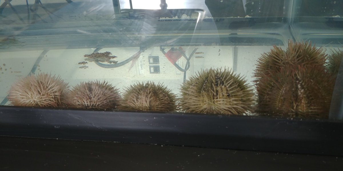 Bio_With_Ms_W's tweet photo. The urchins for biology's cell division lab showed up a little early. Come see them during passing time in k214 if you're curious! https://t.co/bQBbiVRF0O