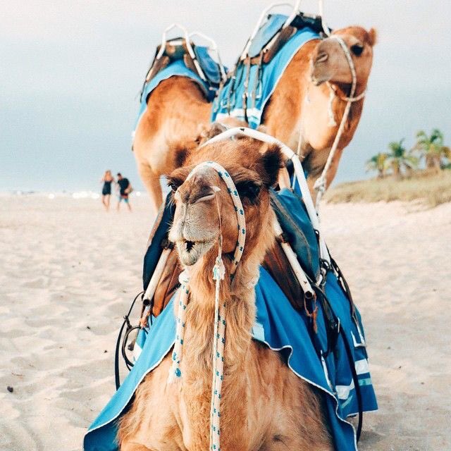 Versakini tweet media