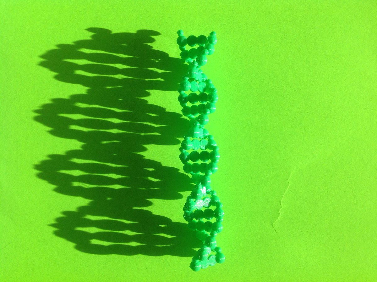 salilley's tweet photo. DNA models of all different styles decorate the lab. #structureandfunction #nccsus #9LilleyBio https://t.co/pAQvxe8QIw