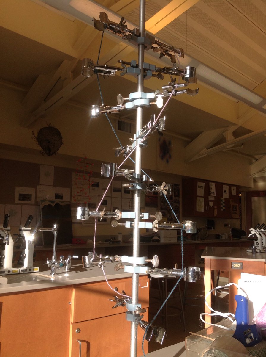 salilley's tweet photo. DNA models of all different styles decorate the lab. #structureandfunction #nccsus #9LilleyBio https://t.co/pAQvxe8QIw