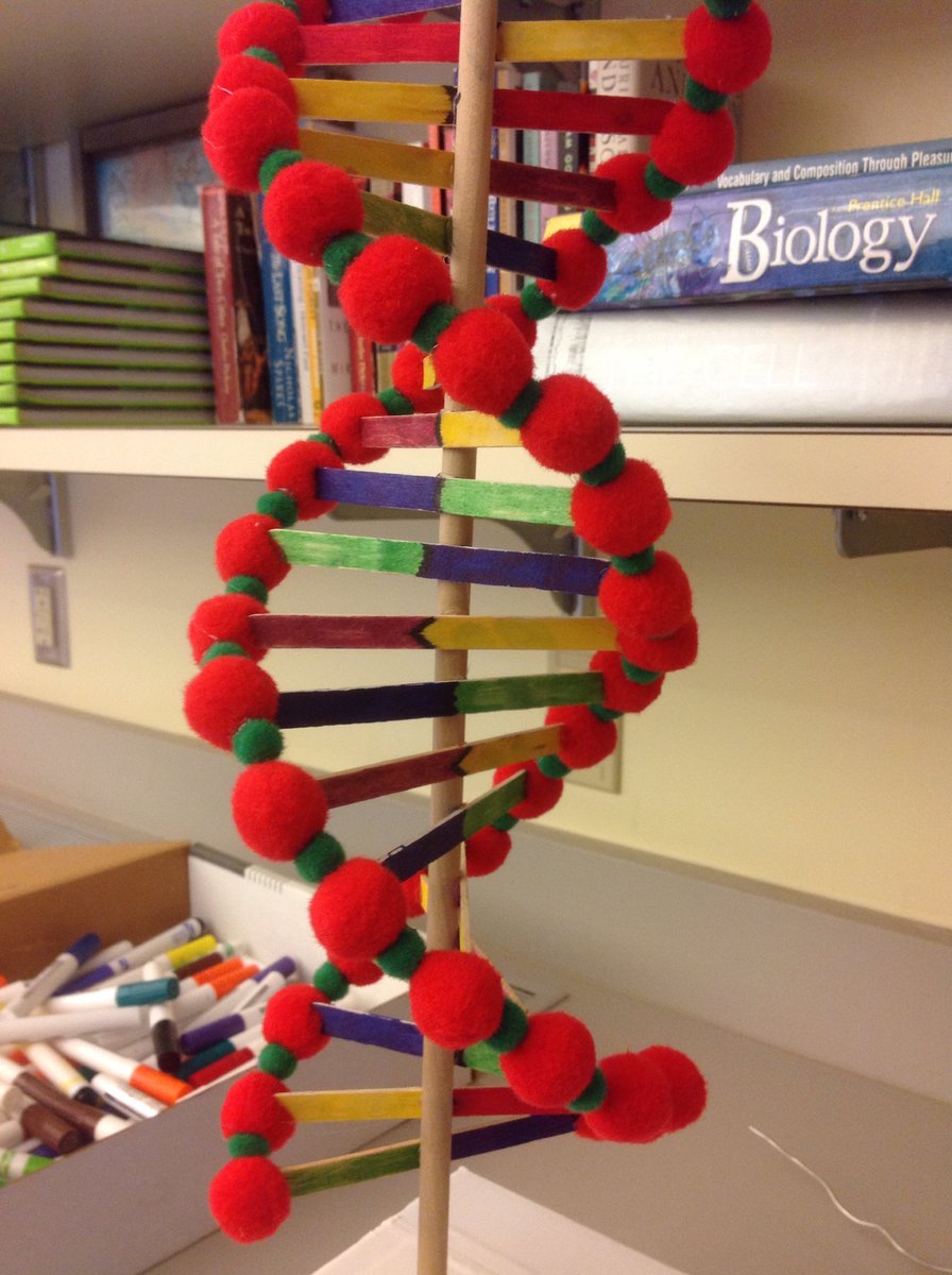 salilley's tweet photo. DNA models of all different styles decorate the lab. #structureandfunction #nccsus #9LilleyBio https://t.co/pAQvxe8QIw