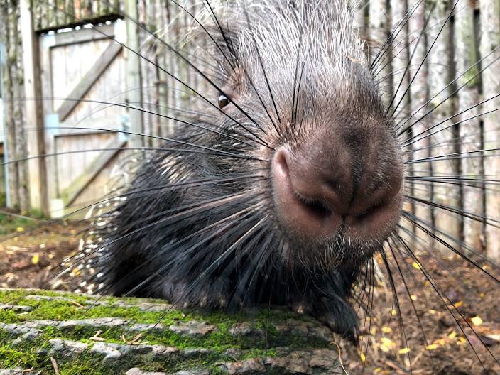 porcupine shooting quills