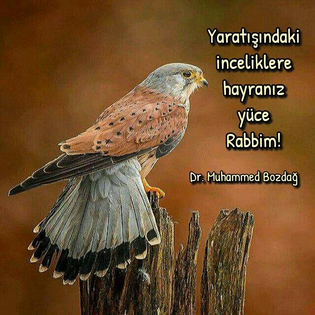 muhammed_bozdag's tweet photo. Yaratışındaki inceliklere hayranız yüce Rabbim! 
Dr. Muhammed Bozdağ 
https://t.co/8nrsrOrw6L https://t.co/D2R9zGROmg