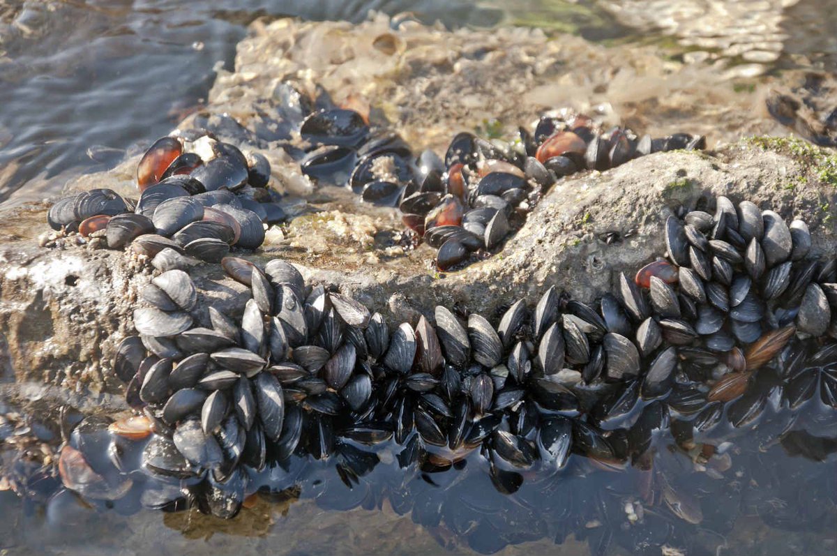 Four out of five Norwegian mussels contain #plastic! "Since we eat the entire mussel, #microplastics could be finding their way on to Norwegian dining tables", via <a href="/TheLocalNorway/">The Local Norway</a>. Yes people, we're eating plastic. #BeatPollution #CleanSeas buff.ly/2BEfnt4