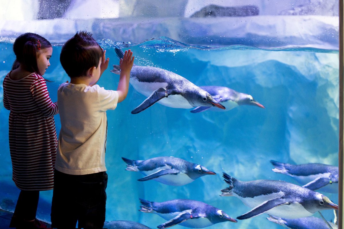 LDNExplorerPass's tweet photo. Baby it's cold outside... so why not head indoors and explore the underwater world at #SEALIFELONDON! https://t.co/AXAa6bHYNT https://t.co/wISasK7q0N