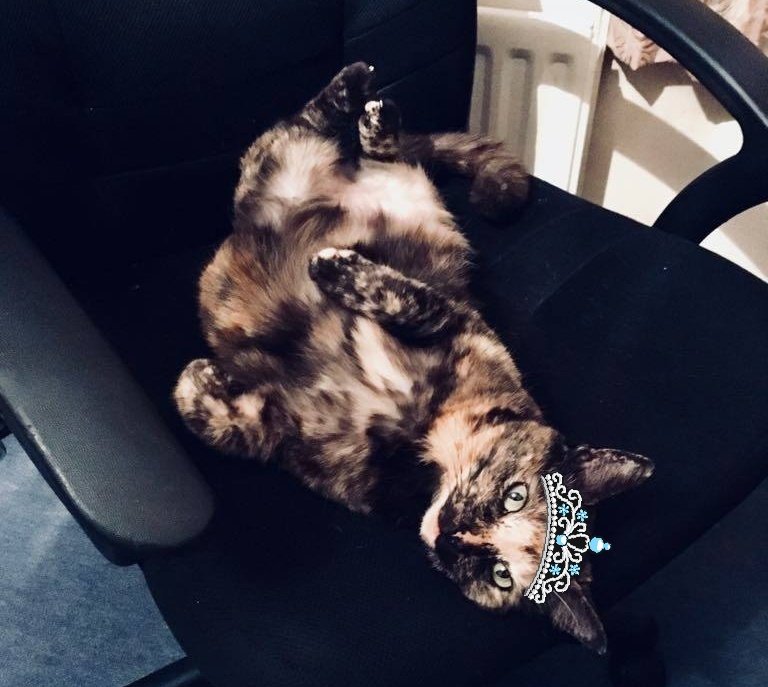 TheMiniMog's tweet photo. @TreasuryMog weeeeeeeee a nice stretch #donttouchmethough #ambassacats #GladdersYoga #minimog https://t.co/AZnXnqCRuS