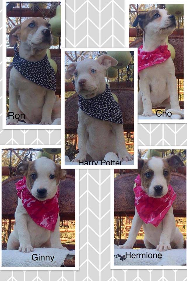dburescue's tweet photo. Harry Potter Gang Looking For 4Ever!
The 2 girls &amp; 3 boys 11-12 weeks old. Apps at: https://t.co/fhkG23s3IX
You will be able to come meet them this Saturday 12/16 at our event with Santa at the Moorestown, NJ Petsmart. Event Link:  https://t.co/s8E3ui1v5M #HomeForTheHolidays https://t.co/KJlJTZpQH8