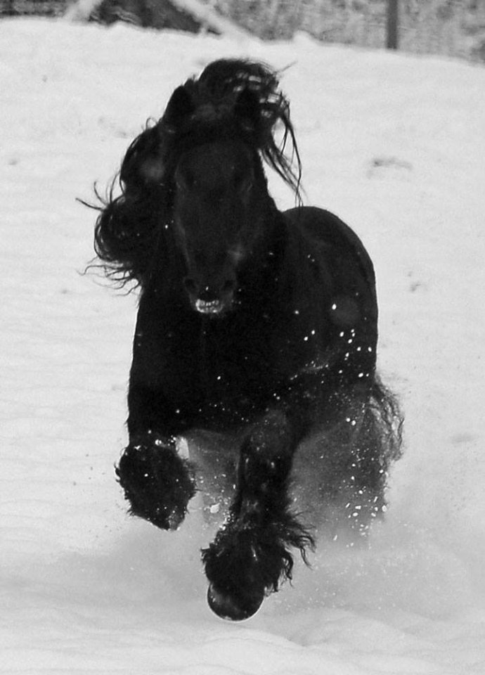Since we have seen the first snow fall of the year, it is tempting to pile on rugs to keep your horse warm. ❄️ But does your horse really need one?  bhs.org.uk/welfare-and-ca…