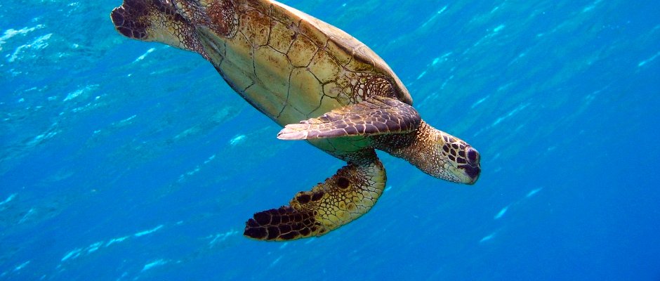 wildlifesociety's tweet photo. #TWS #WesternSection to host #sea #turtle #workshop Jan 19! #CA https://t.co/V5RUexSWAV https://t.co/rygSPbP486