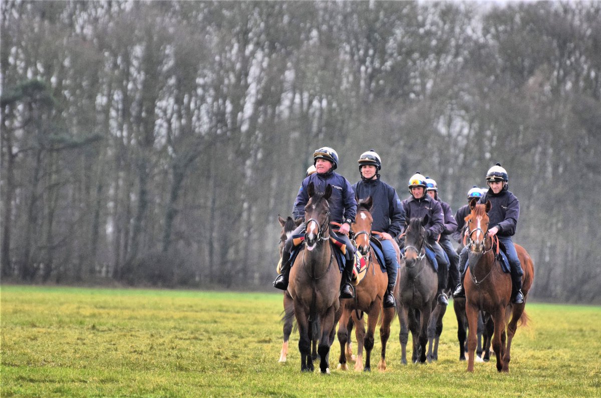 meaderacing's tweet photo. #yearlings #babies #cheekyleadhorse #tongueout #teammeade https://t.co/G8hQuL6RBs