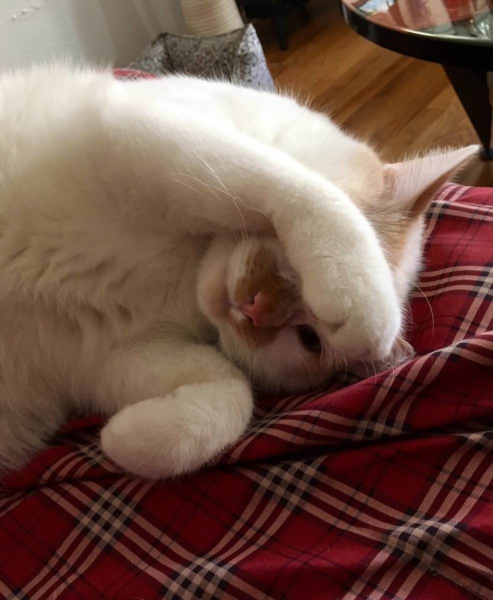 HeartofColorado's tweet photo. “You don’t see me”...after giving me a little attention getting #KittyBite 🙀 https://t.co/9lihoOEdG7