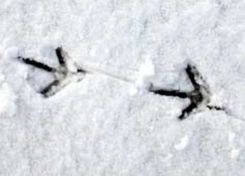 _jake_robinson's tweet photo. Snow tracks of the beautiful pheasant - walking left - but leaving arrows pointing right. If only they were tricking their predators into taking the wrong direction. Let's face it, 'pheasant' (maybe undeservedly?) is a byword for 'dim'...They need this :-) #snow #naturetracks https://t.co/RiCT17IUfy