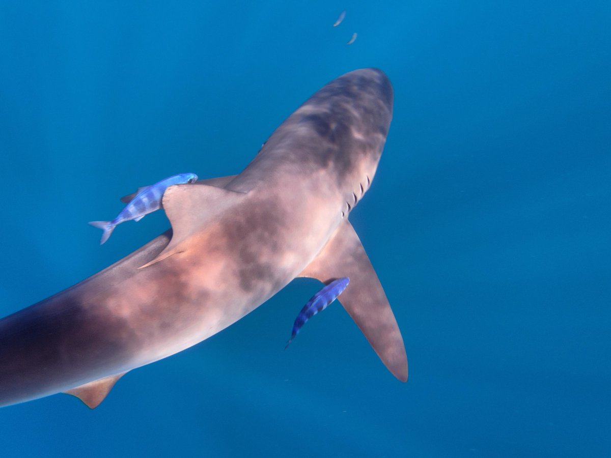 PelagicSafari's tweet photo. Our world is a water world.
#PelagicSafari #WaterWorld #PelagicFleet #Oceans #SilkyShark #Explore #Baja #Wonders #Sharks #SwimWithSharks https://t.co/EIDW9ral9N