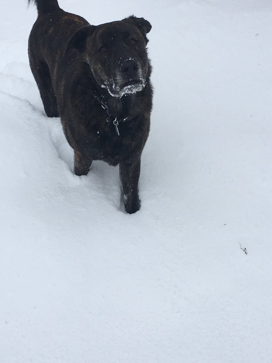 Ardyweenz's tweet photo. @PFTCommenter even the good boys love #cocane https://t.co/ZZB9A5UQI4