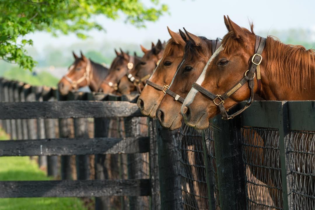 It's #NationalDayOfTheHorse! #travelky and see for yourself what Kentucky horse country is all about bit.ly/2yMoOSV  📷<a href="/framesonmain/">Frames On Main</a>