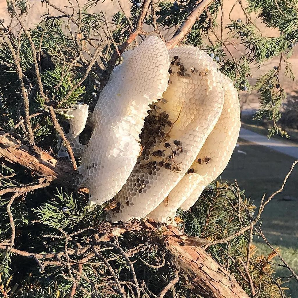 AScottFlynn's tweet photo. Found this colony of bees ๐ frozen โ๏ธ in time. #FlynnFarmFresh https://t.co/9oSN9Vd4P8 https://t.co/9tbP5NA3Xo